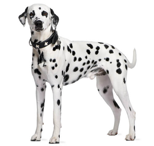 Dalmatian pet best sale